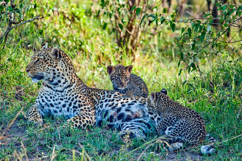 Leopard w. 2 Babys by Peter Michel