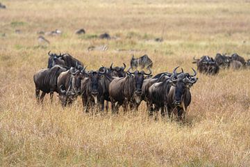 The migration of the wildebeest by Roland Brack