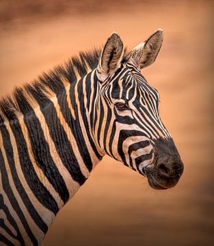 Portret Zebra in Kenia van Marjolein van Middelkoop