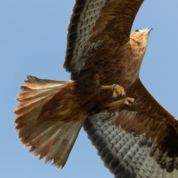 Eagle buzzard in flight by Anne Ponsen