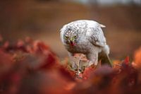 Goshawk im Herbstlaub