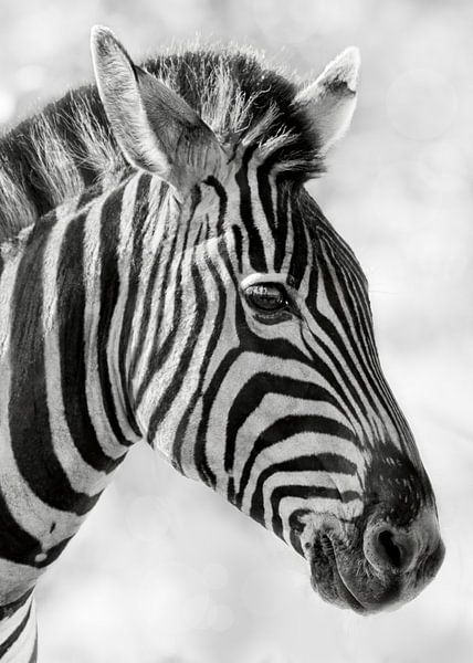 Seeing stripes by Christa Krus