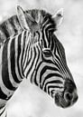 Seeing stripes by Christa Krus thumbnail