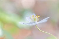 Anemone in the Wood