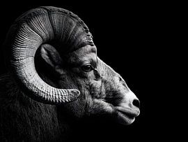 Mufflon in de schaduw – Archaïsche kracht van drdigitaldesign