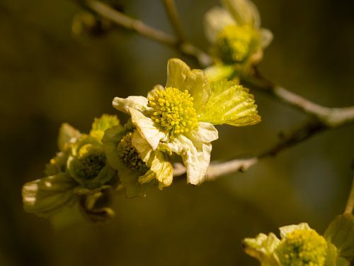 Blossom time in the Arboretum by Willemijn Wolthaus