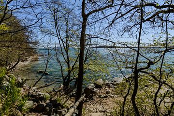 Am Ufer in der Goor, Insel Vilm, Lauterbach auf Rügen von GH Foto & Artdesign