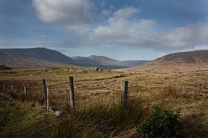 Irish Bog Landscape