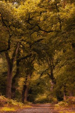 Herfstbos van Moetwil en van Dijk - Fotografie