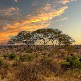 Zuid-Afrikaans landschap met mooie lucht van Ineke Huizing