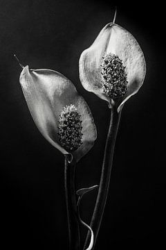 Spathiphyllum, Stephen Clough sur 1x