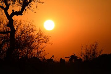 Coucher de soleil sur Robert Styppa