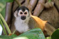 Squirrel monkey Costa Rica