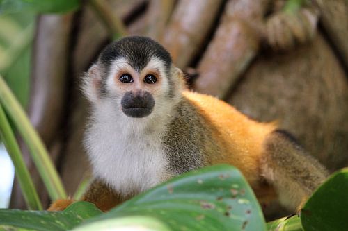 Singe écureuil Costa Rica