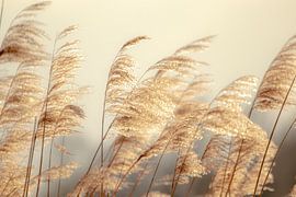 wehendes Schilf von voorDEfoto