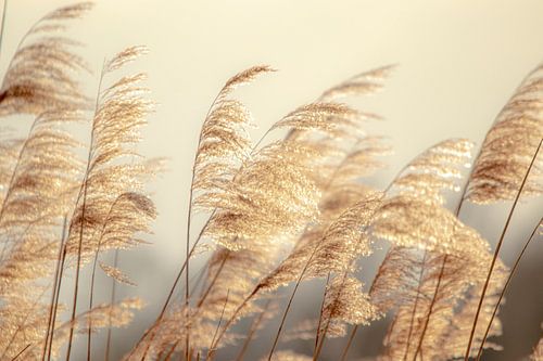 wehendes Schilf von voorDEfoto