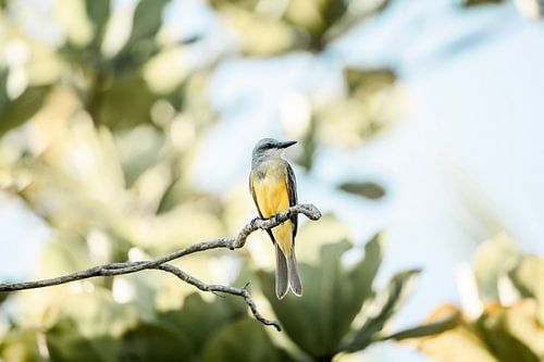 Subtiele Elegantie Vogel op Een Tak