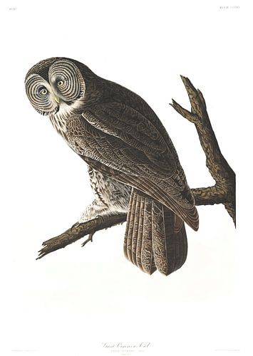 Laplanduil