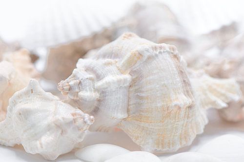 Witte Schelpen
