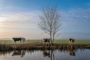 Koeien aan de waterkant in Friesland von Yvonne van Driel