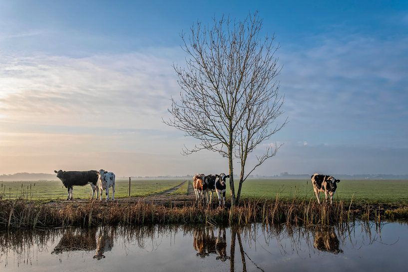 Koeien aan de waterkant in Friesland by Yvonne van Driel