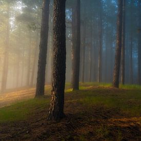 Kiefernwald mit Nebel (La Palma) sur Niko Kersting