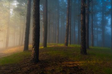 Kiefernwald mit Nebel (La Palma) von Niko Kersting