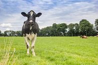 Nederlandse zwart witte koe in het landschap van Drenthe van Marc Venema thumbnail