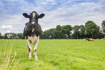 Vache néerlandaise noire et blanche dans le paysage de Drenthe