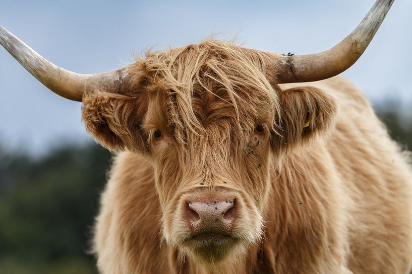 Schottischer Highlander von Menno Schaefer