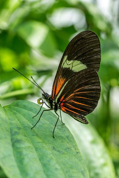 Scarlet Peacock vlinder van Joost Potma