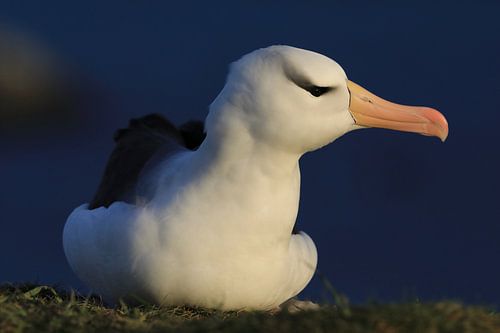 Zwartgegroefde albatros ( Thalassarche melanophris ) of Mollymawk Helgoland-eiland Duitsland