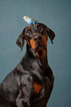 Dobermann Portret Honden Serie van Petri Vermunt