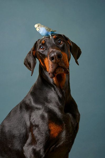 Hund Porträt von Petri Vermunt