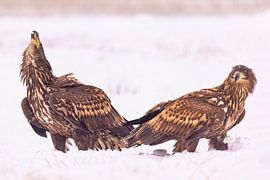 Pygargue à queue blanche, Haliaeetus albicilla. Les oiseaux de proie.