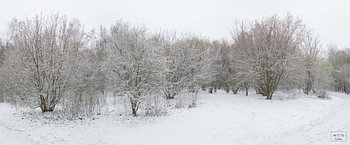 Neige