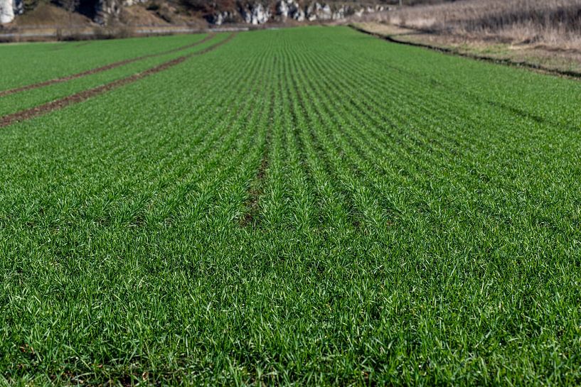 Freshly sown field by de-nue-pic