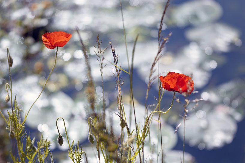 Coquelicots rétro-éclairés par Kurt Krause