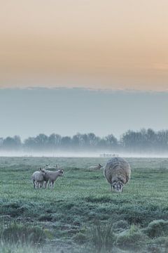 Agneaux dans les pâturages sur Rossum-Fotografie