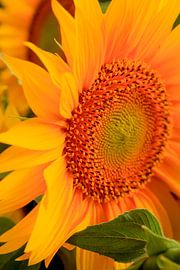 Sunflower by Thomas Jäger