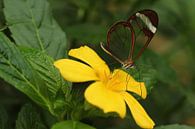 The-Transparent Butterfly (rechthoek) van Cornelis (Cees) Cornelissen thumbnail