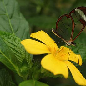 The-Transparent Butterfly (rechthoek) van Cornelis (Cees) Cornelissen