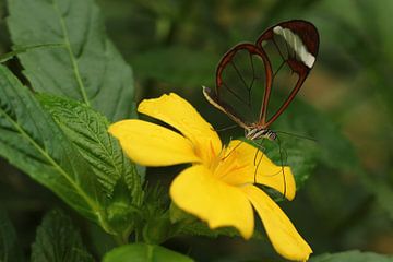 Der-transparente Schmetterling (Rechteck) von Cornelis (Cees) Cornelissen