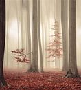 One tree life - The humble one von Rob Visser Miniaturansicht