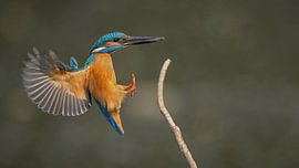 Kingfisher in flight with fish by H. Kiewiet