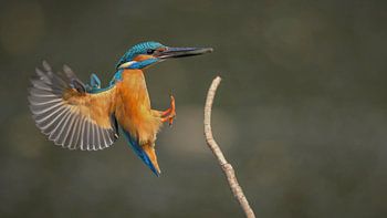 Kingfisher in flight with fish