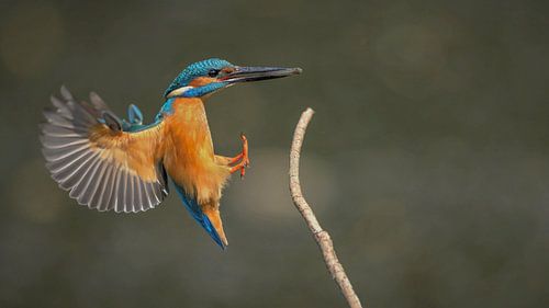 ijsvogel in vlucht met vis