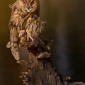 Hibou grand-duc sur peter reinders