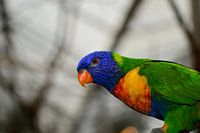 Papuga