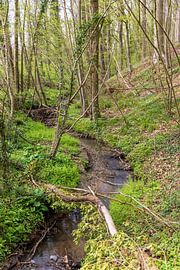 Ruisseau gargouillant